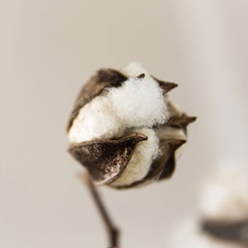Baumwolle oder Polyester